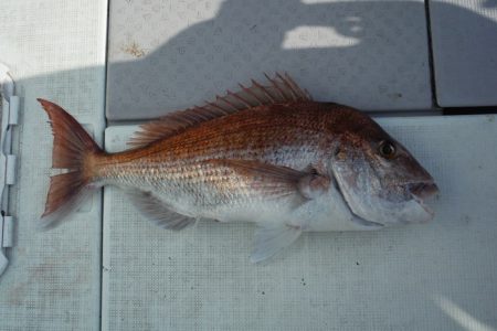 遊漁船 遊友 釣果