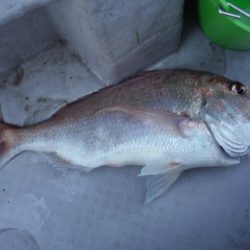 遊漁船 遊友 釣果