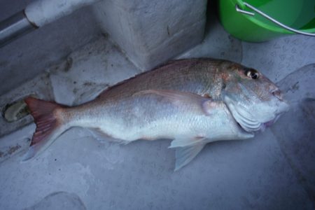 遊漁船 遊友 釣果