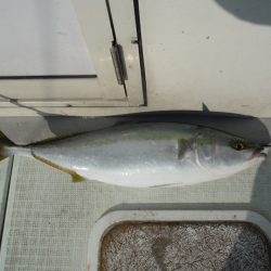 遊漁船 遊友 釣果