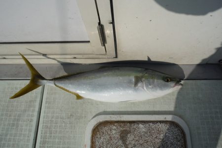 遊漁船 遊友 釣果