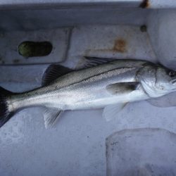 遊漁船 遊友 釣果