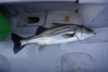 遊漁船 遊友 釣果