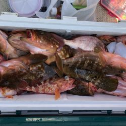 リトルワン 釣果