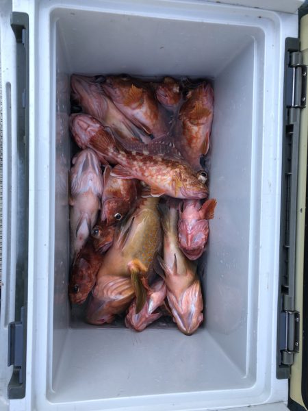 リトルワン 釣果