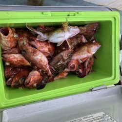 リトルワン 釣果