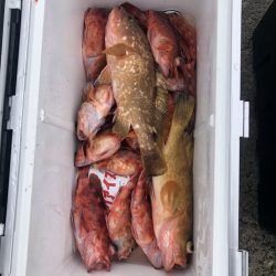 リトルワン 釣果