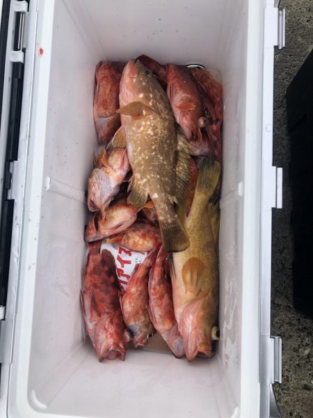 リトルワン 釣果