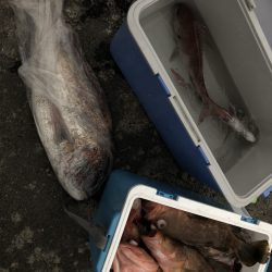 リトルワン 釣果