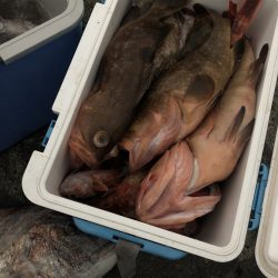 リトルワン 釣果