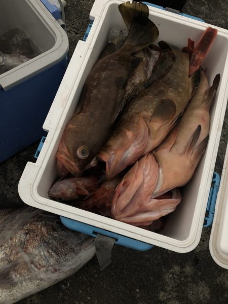 リトルワン 釣果