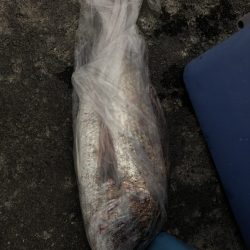 リトルワン 釣果