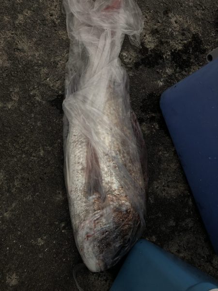 リトルワン 釣果