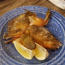 リトルワン 釣果