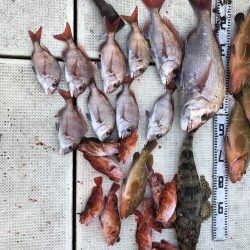 リトルワン 釣果