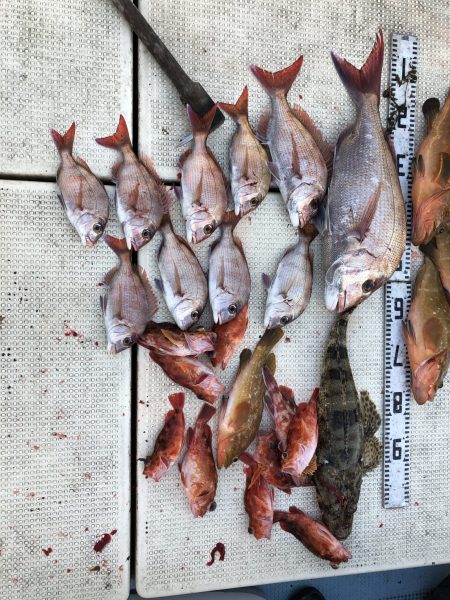 リトルワン 釣果