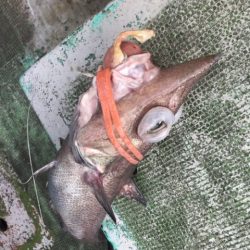 たいし丸 釣果