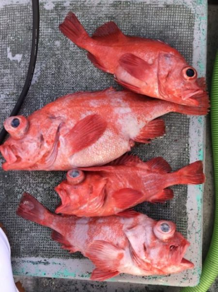 たいし丸 釣果