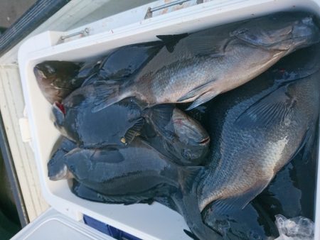千津丸 釣果