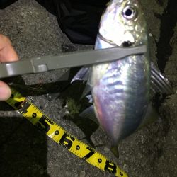 アジングで尺鯵31.5㎝♪ 12月の南予の愛南フィールド【ケロロ氏連載 vol.7】