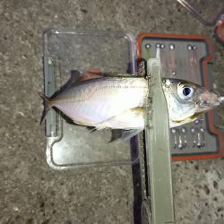 アジ丸飲みでがっちりフッキング！がまかつLUXXE宵姫アジングレポート