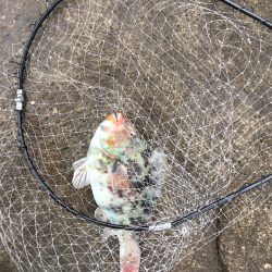 寒グレ釣りシーズン到来 in 徳島県南・牟岐大島【きしょう氏連載 vol.6】