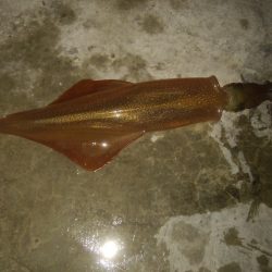 富山・エギングでも浮き釣りでもヤリイカ大人気！【きた氏連載 vol.6】