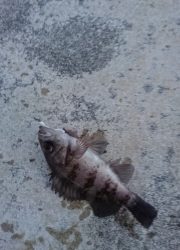 何度メバルを釣り上げてもズレにくい！ がまかつLUXXE宵姫アジング・メバリングレポート