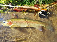 秩父フライフィールド 釣果