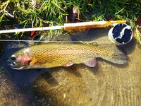 秩父フライフィールド 釣果