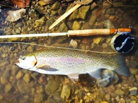 秩父フライフィールド 釣果