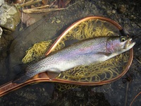 秩父フライフィールド 釣果