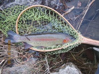 秩父フライフィールド 釣果