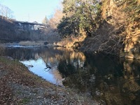 秩父フライフィールド 釣果