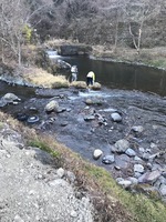 秩父フライフィールド 釣果