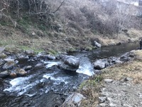 秩父フライフィールド 釣果