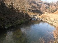 秩父フライフィールド 釣果