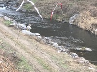 秩父フライフィールド 釣果