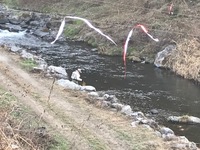 秩父フライフィールド 釣果