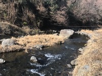 秩父フライフィールド 釣果