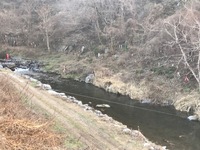 秩父フライフィールド 釣果