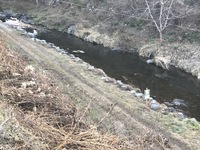 秩父フライフィールド 釣果