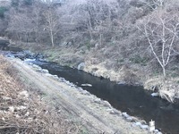 秩父フライフィールド 釣果