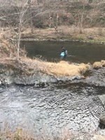秩父フライフィールド 釣果
