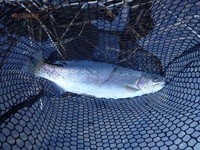 秩父フライフィールド 釣果