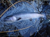 秩父フライフィールド 釣果