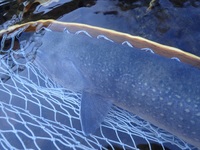 秩父フライフィールド 釣果