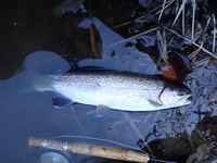 秩父フライフィールド 釣果