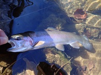 秩父フライフィールド 釣果