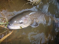 秩父フライフィールド 釣果